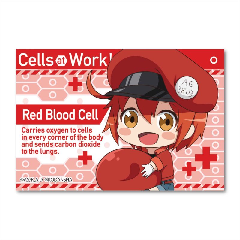 Cells at Work! GyuGyutto Big Square Can Badge Red Blood Cell