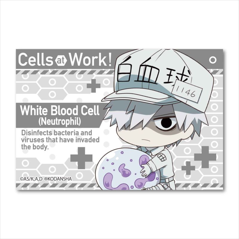 Cells at Work! GyuGyutto Big Square Can Badge White Blood Cell (Neutrophil)
