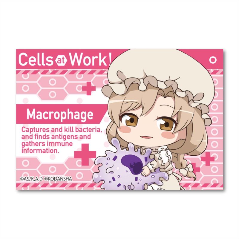 Cells at Work! GyuGyutto Big Square Can Badge Macrophage