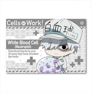 Cells at Work! GyuGyutto Big Square Can Badge White Blood Cell (Neutrophil)